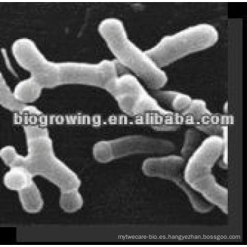 BB-G95 Bifidobacterium breve